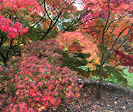 View of trees and bushes with red maple leaves, 
