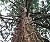 View looking up the trunk of a tree