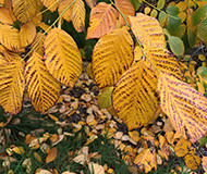 brown leaves