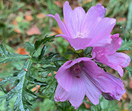  Purple flowers3rd brown leaves
