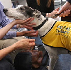 Photo of a Pets As Therapy dog being stroked by many hands