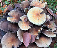brown fungi