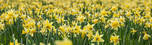 Wild daffodils photographed at Vell Mill in Dymock this year