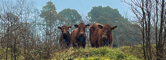 Three young Dexter cattle on Painswick Beacon