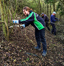 Izzie coppicing at Crickley Hill Country Park near Birdlip.&nbsp;